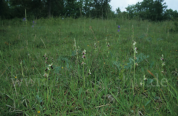 Ragwurz (Ophrys)