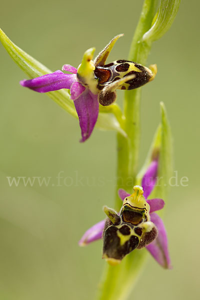 Ragwurz (Ophrys)