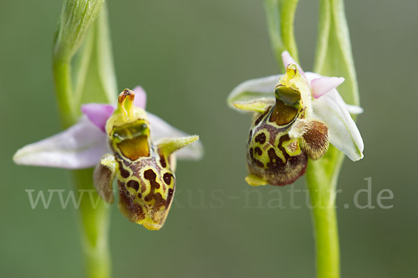 Ragwurz (Ophrys)