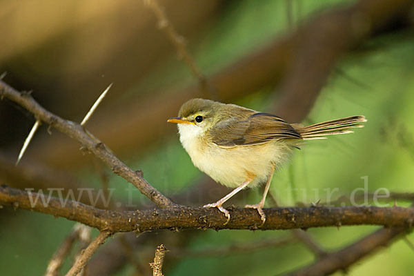 Rahmbrustprinie (Prinia subflava)