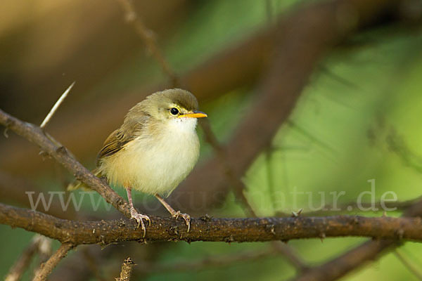 Rahmbrustprinie (Prinia subflava)