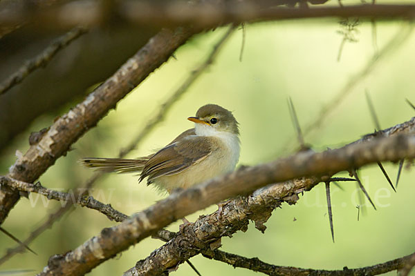 Rahmbrustprinie (Prinia subflava)