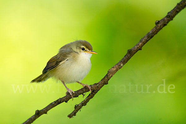 Rahmbrustprinie (Prinia subflava)