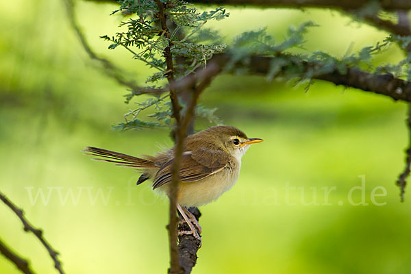 Rahmbrustprinie (Prinia subflava)