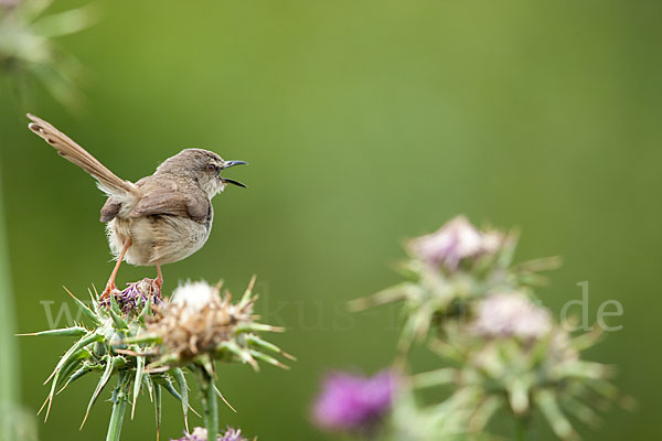 Rahmbrustprinie (Prinia subflava)