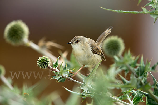 Rahmbrustprinie (Prinia subflava)