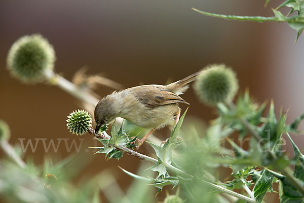 Rahmbrustprinie (Prinia subflava)