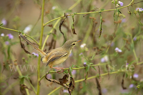 Rahmbrustprinie (Prinia subflava)