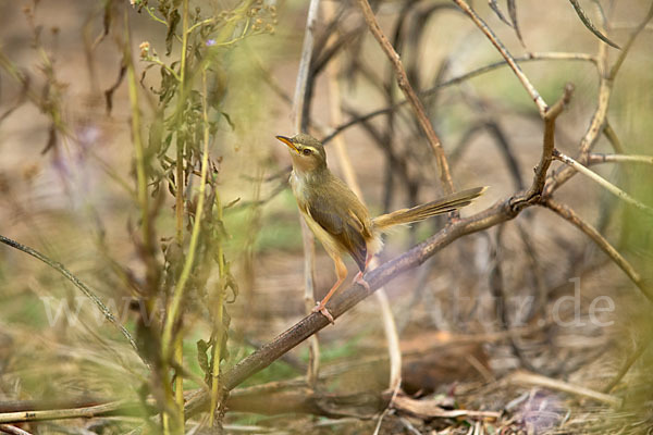 Rahmbrustprinie (Prinia subflava)