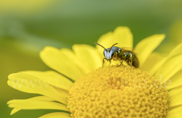 Rainfarn-Maskenbiene (Hylaeus nigritus)