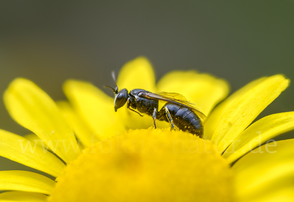 Rainfarn-Maskenbiene (Hylaeus nigritus)