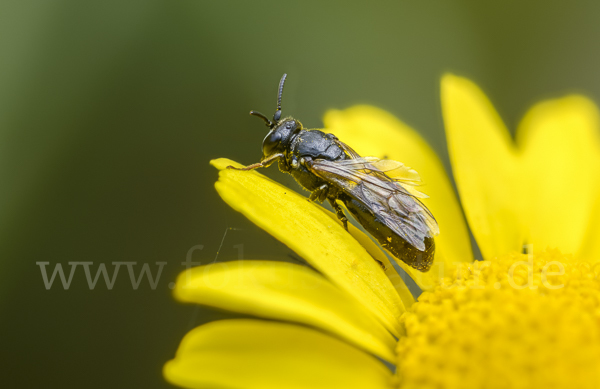 Rainfarn-Maskenbiene (Hylaeus nigritus)