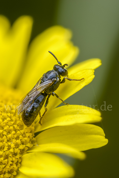Rainfarn-Maskenbiene (Hylaeus nigritus)