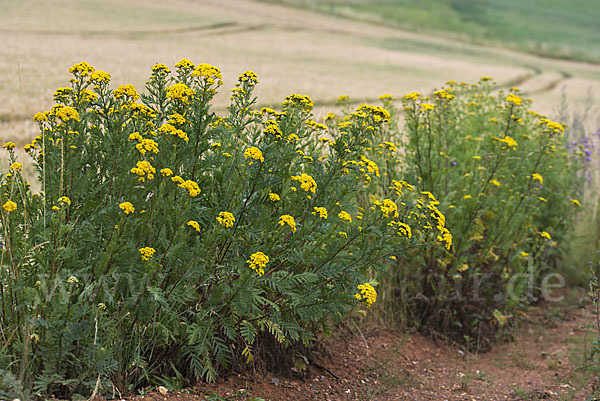 Rainfarn (Tanacetum vulgare)