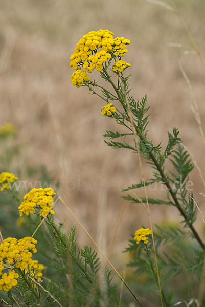 Rainfarn (Tanacetum vulgare)