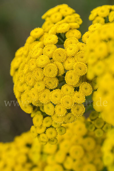 Rainfarn (Tanacetum vulgare)