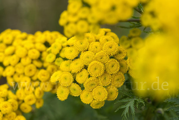 Rainfarn (Tanacetum vulgare)