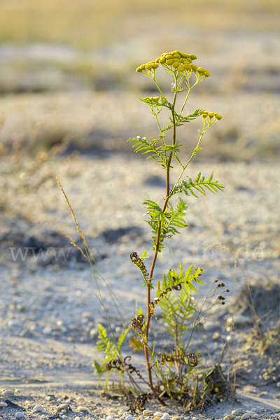 Rainfarn (Tanacetum vulgare)