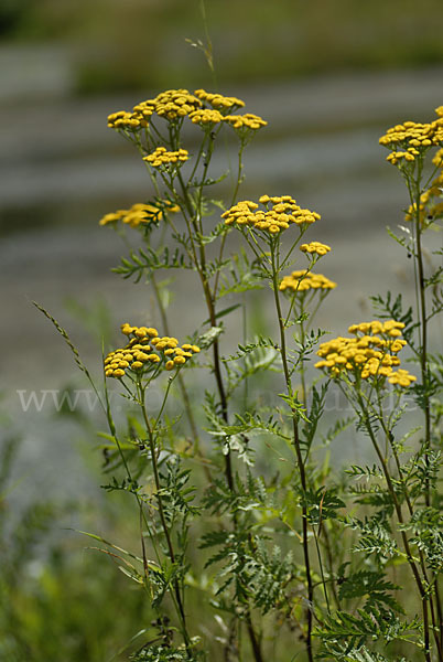 Rainfarn (Tanacetum vulgare)