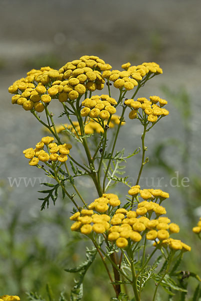 Rainfarn (Tanacetum vulgare)