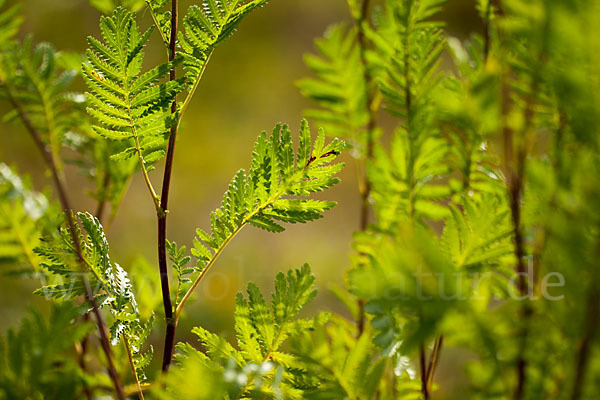 Rainfarn (Tanacetum vulgare)