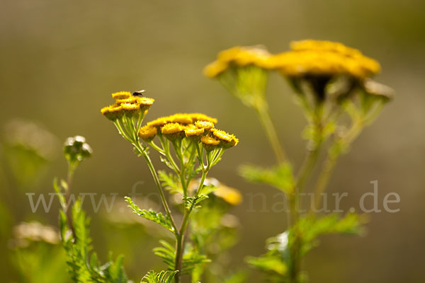 Rainfarn (Tanacetum vulgare)