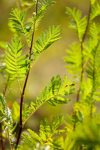 Rainfarn (Tanacetum vulgare)