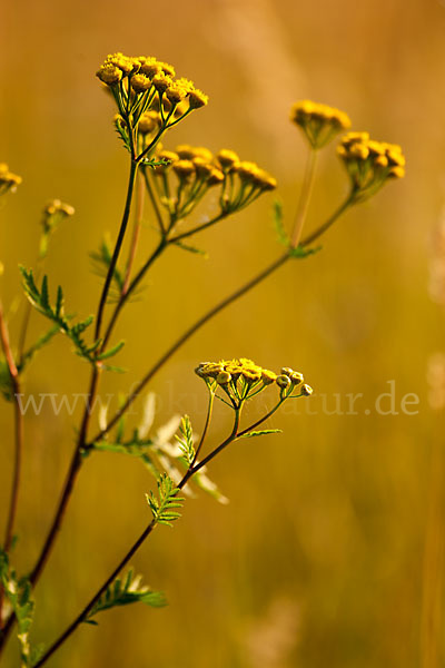 Rainfarn (Tanacetum vulgare)