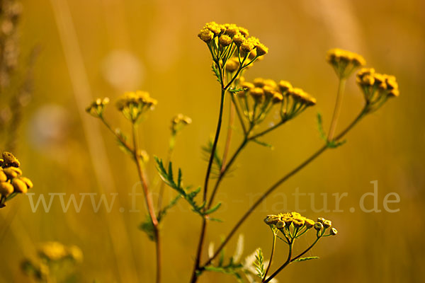 Rainfarn (Tanacetum vulgare)