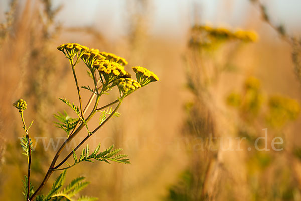 Rainfarn (Tanacetum vulgare)