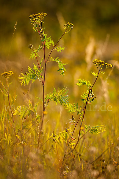 Rainfarn (Tanacetum vulgare)