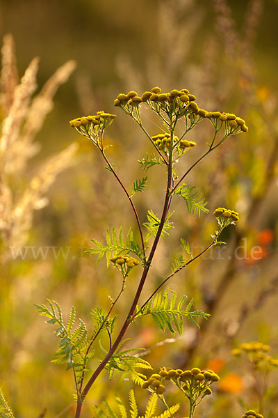 Rainfarn (Tanacetum vulgare)