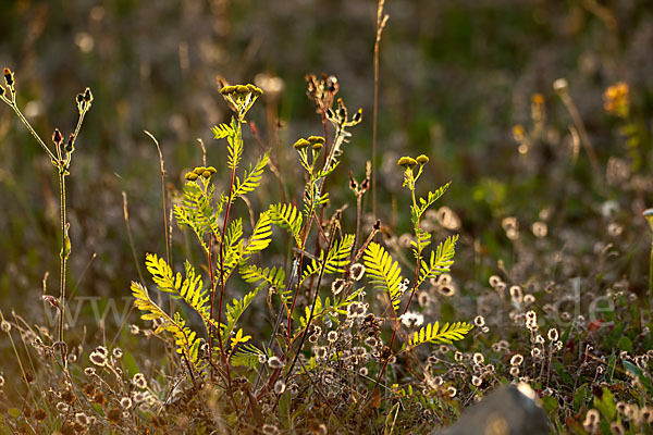 Rainfarn (Tanacetum vulgare)