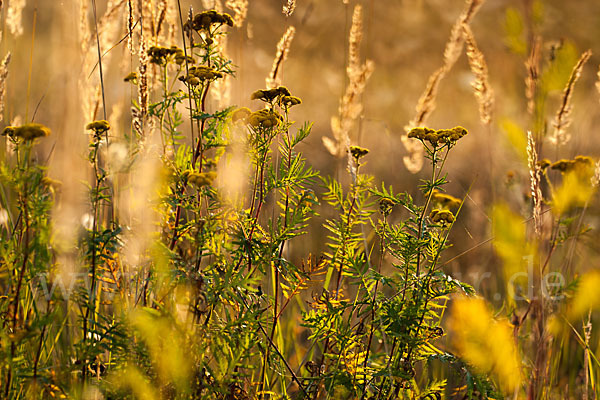 Rainfarn (Tanacetum vulgare)