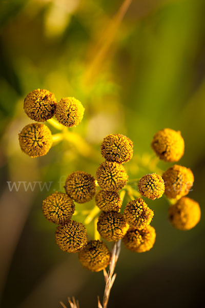 Rainfarn (Tanacetum vulgare)