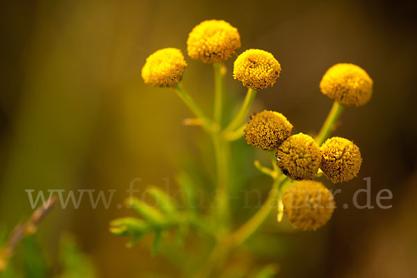 Rainfarn (Tanacetum vulgare)