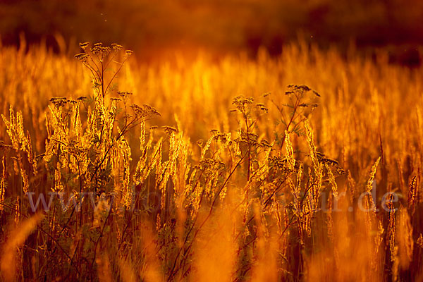 Rainfarn (Tanacetum vulgare)