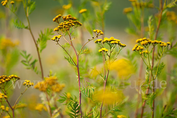 Rainfarn (Tanacetum vulgare)