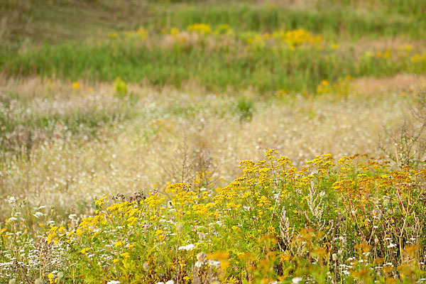 Rainfarn (Tanacetum vulgare)