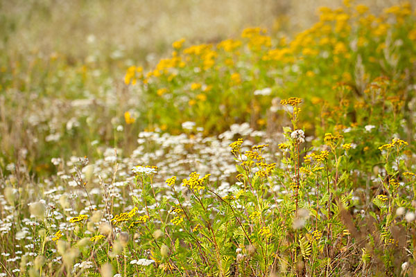 Rainfarn (Tanacetum vulgare)