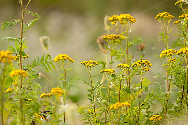 Rainfarn (Tanacetum vulgare)