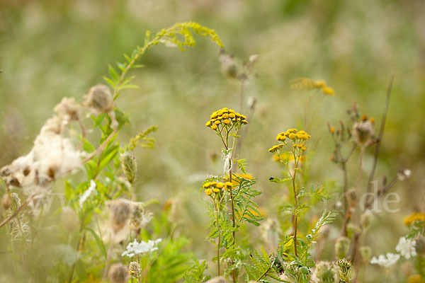 Rainfarn (Tanacetum vulgare)