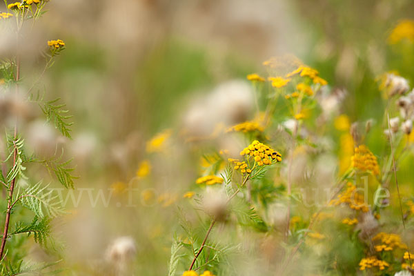 Rainfarn (Tanacetum vulgare)