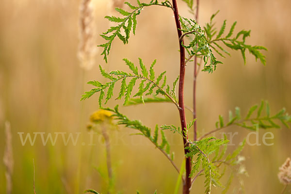 Rainfarn (Tanacetum vulgare)