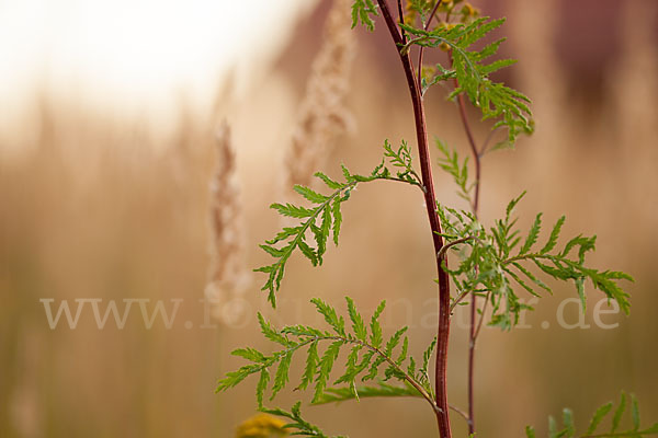 Rainfarn (Tanacetum vulgare)