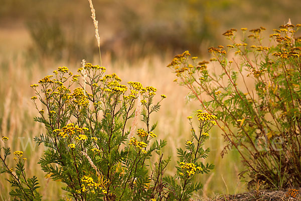 Rainfarn (Tanacetum vulgare)