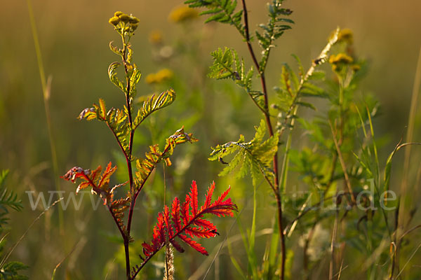 Rainfarn (Tanacetum vulgare)