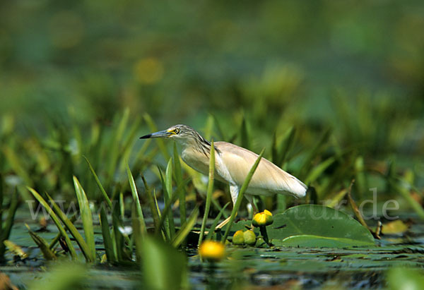 Rallenreiher (Ardeola ralloides)