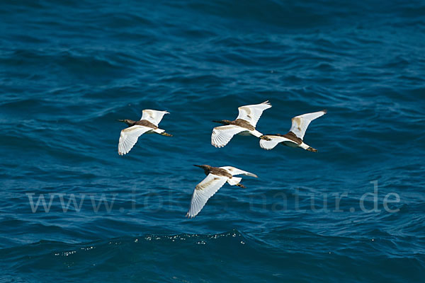 Rallenreiher (Ardeola ralloides)