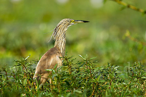 Rallenreiher (Ardeola ralloides)